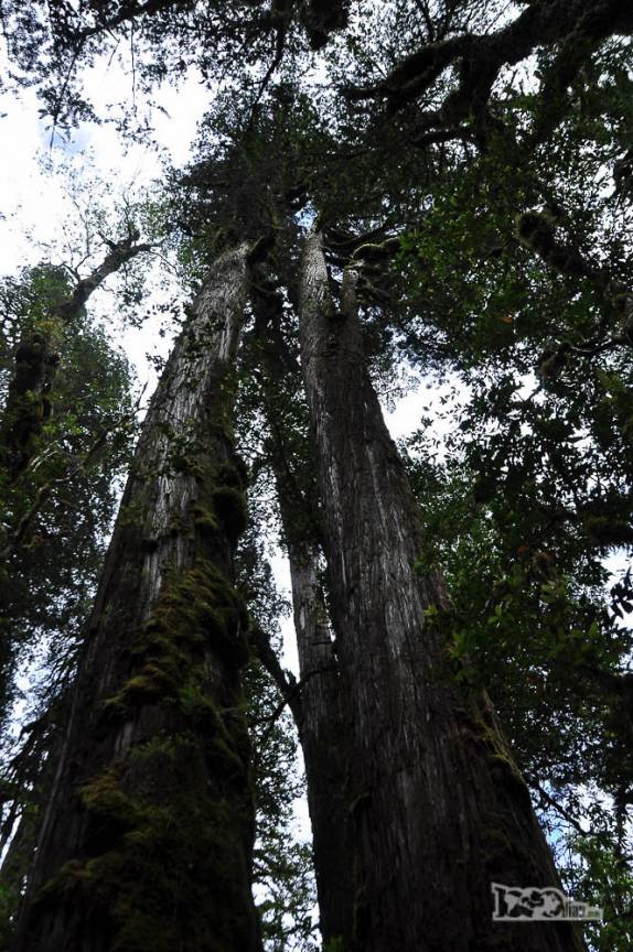 Gigantescos alerces em trilha no parque de Pumalín, região de Chaitén, na Carretera Austral, sul do Chile